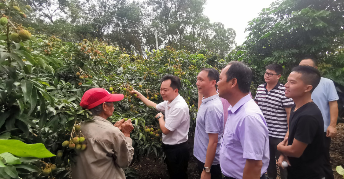 化州楊梅百萬斤荔枝上市，珠海駐鎮(zhèn)幫扶工作隊賣果忙